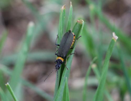 Réf. 257 774 : Chauliognathus lugubris